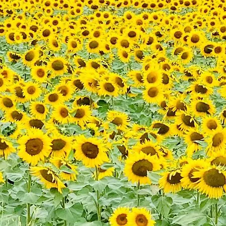 Domek alpejski Bidallon *